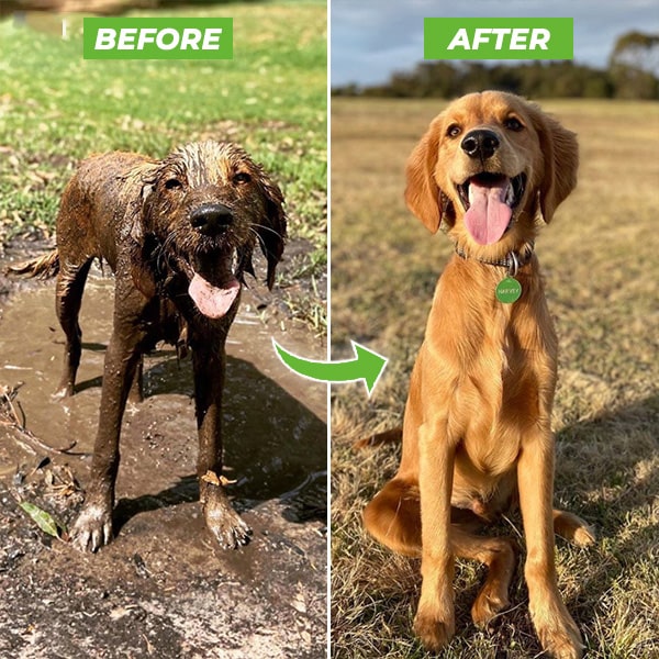 PupJet: Ducha para perros eficiente y potente color amarillo