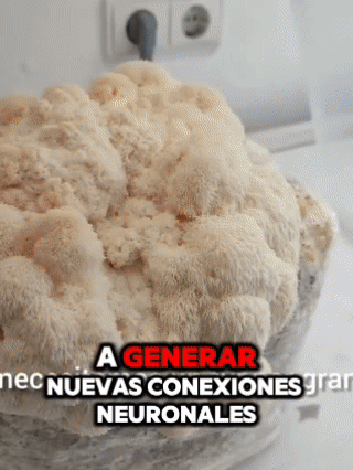 Melena de León – Activa tu mente y tu energía con este hongo milagroso, Con 50% de descuento